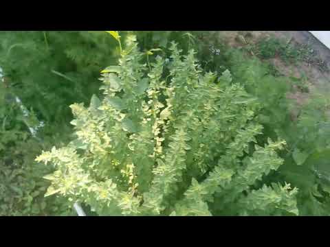 Видео: Торене на домати със зелен фасул