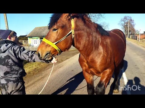 Видео: ЖЕРЕБЕЦ БАРОН💣 ТЯЖЕЛОВОЗ 1год 10 месяцев 💥💣💣