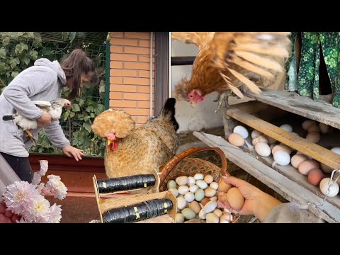 Видео: 🥚 Куры плохо несутся? Смотри, как сделать! + Полезное приспособление для капельной ленты