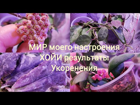 Видео: 10.01.25 ХОЙИИ проверим результаты укоренения.Первый цветонос у Walliniana