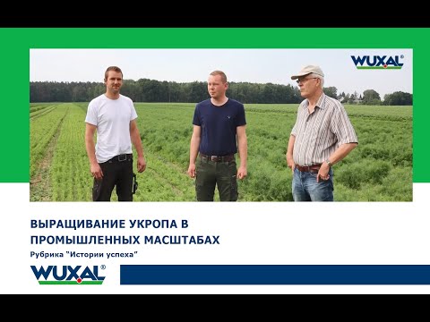 Видео: Как вырастить укроп в промышленных масштабах/Выращивание укропа как бизнес