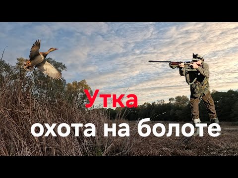 Видео: Охота на утку.Налёт на миллион ружьё Benelli.