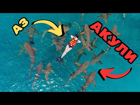 Видео: ПЛУВАХ С АКУЛИ на Малдивите! + гмуркане с манти, скатове, делфини и костенурки!