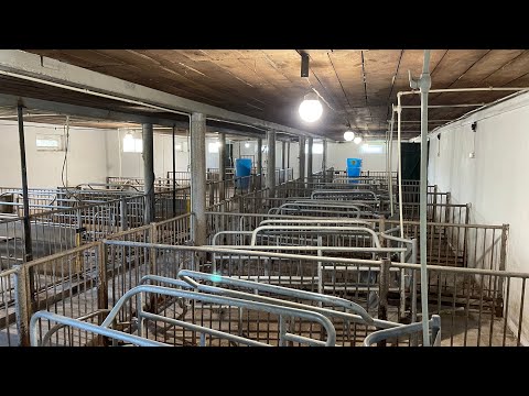 Видео: ШУКАЮ бізнес ПАРТНЕРА на міні СВИНОКОМПЛЕКС. ЧаЧа відписала 🥲