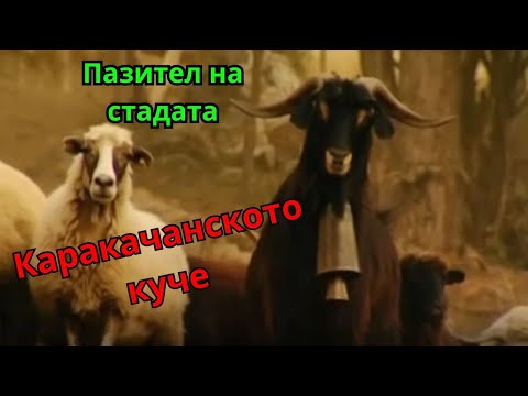 Видео: Каракачанското куче - пазителят на стадата