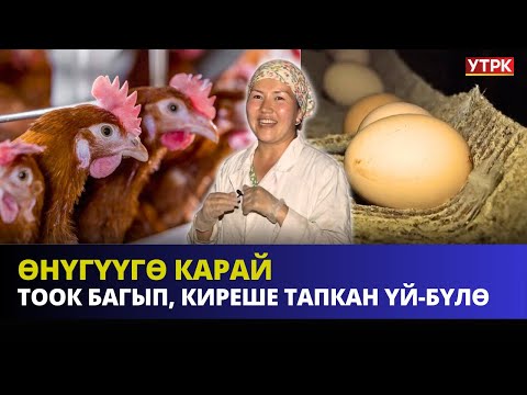 Видео: Тоок багып, киреше тапкан үй-бүлө | ӨНҮГҮҮГӨ КАРАЙ