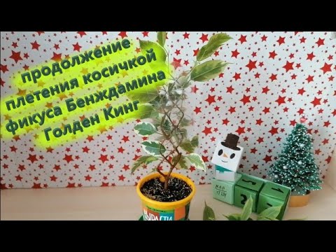 Видео: плетение фикуса бенджамина голден кинг косичкой продолжение