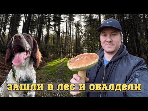Видео: Зашли в лес и ОБАЛДЕЛИ от количества грибов и все это в Англии