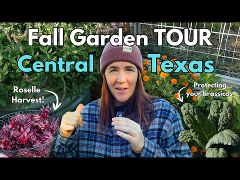 Видео: Обновление осеннего сада в Техасе!