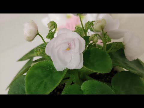 Видео: Цветущие фиалки трейлеры.