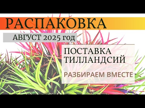 Видео: Распаковка поставки тилландсий из Тайланда, август 2025