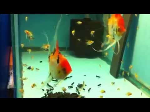 Видео: Скалярия Кои Angelfish Koi Pterophyllum scalare продажа Оптом