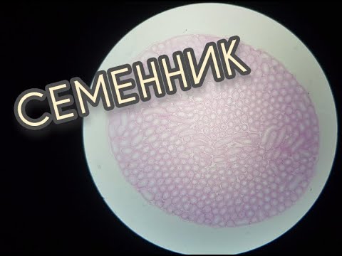 Видео: СЕМЕННИК