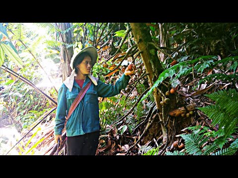 Видео: Полное видео Пошёл в лес за побегами бамбука, неожиданно обнаружил странный фрукт!|Ли Тиеу На