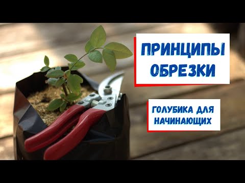 Видео: Обрезка голубики для начинающих