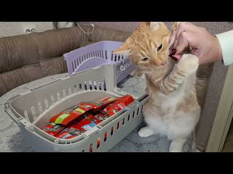 Видео: Распаковка для Марса 🐱/ секонд хенд 