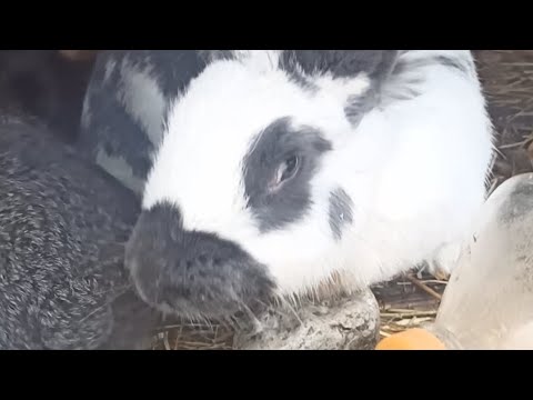 Видео: кролики чихают что за болезнь у кроликов?