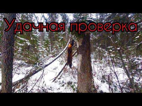 Видео: ПРОВЕРКА КАПКАНОВ НА КУНИЦУ/УДАЧНЫЙ ДЕНЬ НА ПРОМЫСЛЕ
