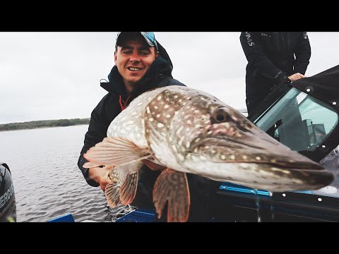 Видео: Когда 8кг клюнула не у тебя. Первый осенний выезд за щукой.