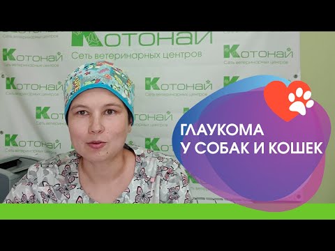 Видео: Глаукома у собак и кошек