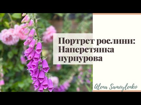 Видео: Наперстянка пурпурова (Digitalis purpurea) — все, що треба знати про цю рослину