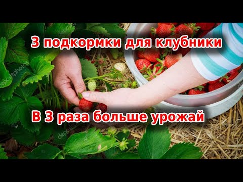Видео: 3 важных подкормки для клубники: в 3 раза больше урожая и ягода будет крупной