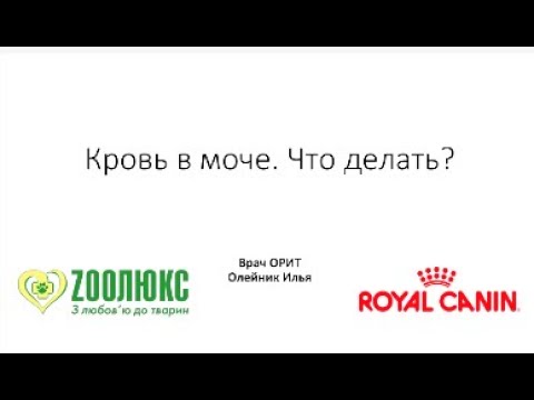 Видео: Кровь в моче. Доврачебная помощь собакам в экстренных ситуациях. Вебинар.