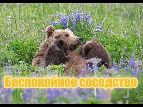 Видео: Беспокойное соседство