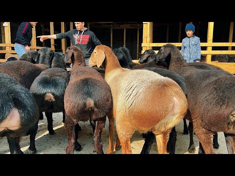 Видео: Йош 1- қоринга бўғоз хисори совлиқлар🔥Достонбек қўй фермасидан