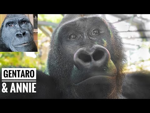 Видео: О новой паре горилл | Гентаро и Энни