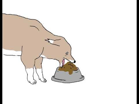 Видео: Что делать, если ты пёс.