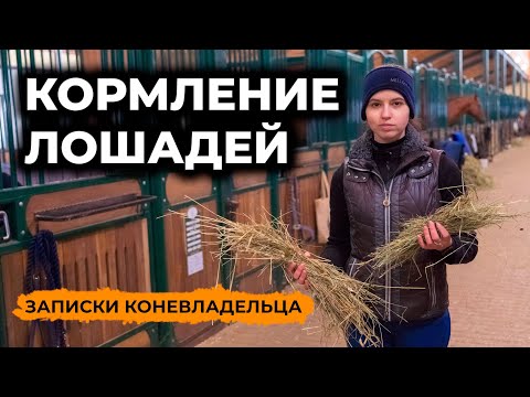 Видео: Кормление лошадей / Виды кормов / Нормы кормления