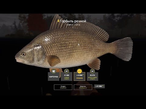 Видео: Трофейный Горбыль Речной - Русская Рыбалка 4