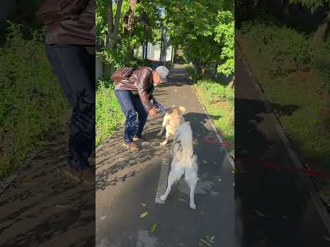 Видео: Лабрадор - ЗООАГРЕССИЯ.