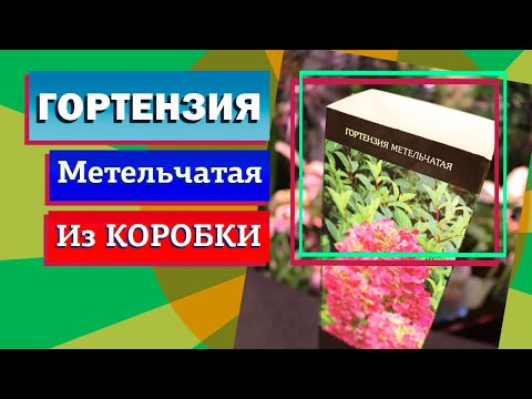 Видео: Гортензия из коробки. Что делать с саженцем весной?
