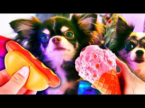 Видео: АНТИСТРЕСС КАФЕ ДЛЯ КОТОВ И СОБАК! ЖИВАЯ СКВИШИ ЕДА ДЛЯ СКВИШ КАФЕ ВОЛШЕБНЫХ ПИТОМЦЕВ