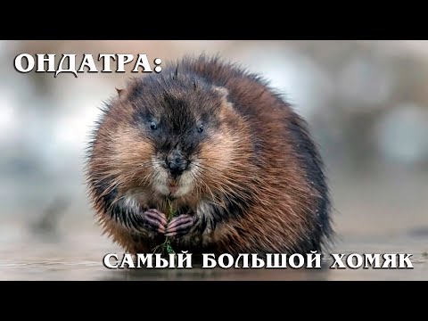 Видео: Ондатра: Мускусная крыса | Интересные факты про грызунов