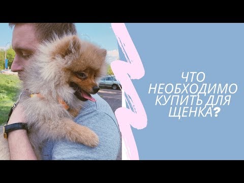 Видео: ЧТО НУЖНО КУПИТЬ ДЛЯ ЩЕНКА ШПИЦА // СКОЛЬКО У НАС ВЫШЛО