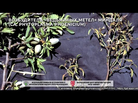 Видео: Возбудитель «ведьминых метел» миндаля (Ca. Phytoplasma phoenicium)