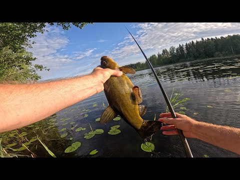 Видео: ПРИШЕЛ ПОРОСЕНОК И СЬЕЛ БАНКУ КУКУРУЗЫ!!! И СНОВА ФИНСКИЙ ТРОФЕЙНЫЙ ЛИНЬ!!!!! ЛОВЛЯ " ГЛАЗАМИ"!!
