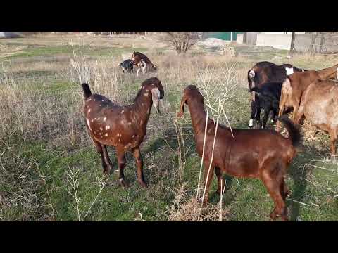 Видео: Гуляю с козами 🐐🐐🐐🐐🐐🐐🐐