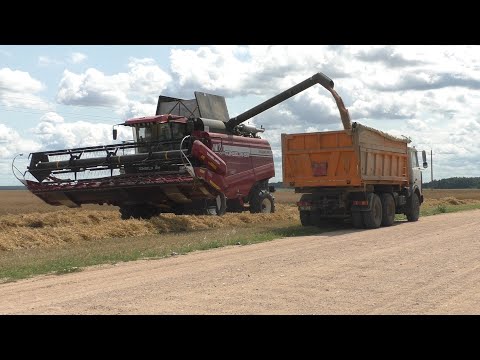 Видео: Уборка зерновых в Бузунах, Гомсельмаш gs 12 a1 pro, Палессе GS12, John Deere 9640, 2023