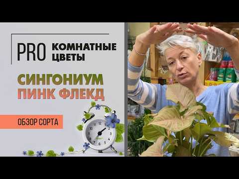 Видео: Сингониум Пинк Флексид или Пинк Флекд. Обзор сорта. Комнатное растение для ценителей и любителей.