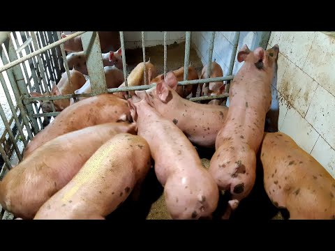 Видео: Стартанули так, что пришлось еще соевый шрот покупать ,растут мама не горюй, я в шоооооке