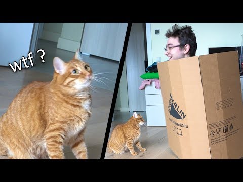 Видео: Кот VS Коробка