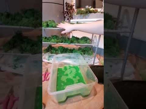 Видео: Стабилизация в глицерине. Секреты.