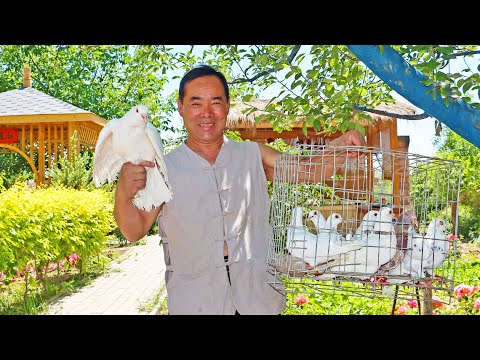 Видео: Подстрелите 9 диких голубей секретным соусом! Приготовьте сложное блюдо «СТЕКЛЯННЫЙ голубь»!