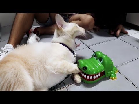 Видео: Самые смешные животные заставят вас смеяться вслух 😂