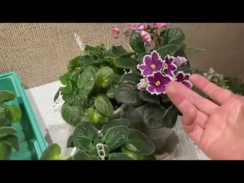 Видео: Излишки комнатных растений. НАБОРЫ!!! Комнатные цветы почтой