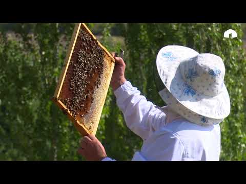 Видео: Сапаттуу бал кантип чогултулат?/ Балчылыктын сырлары